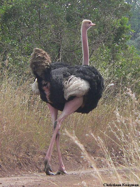 Red-necked Ostrich